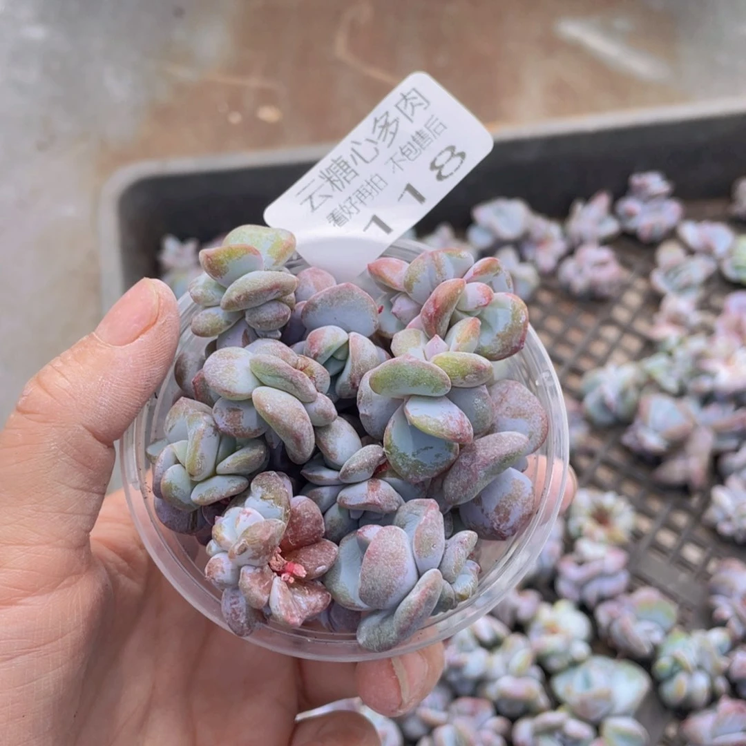 云糖心多肉植物118