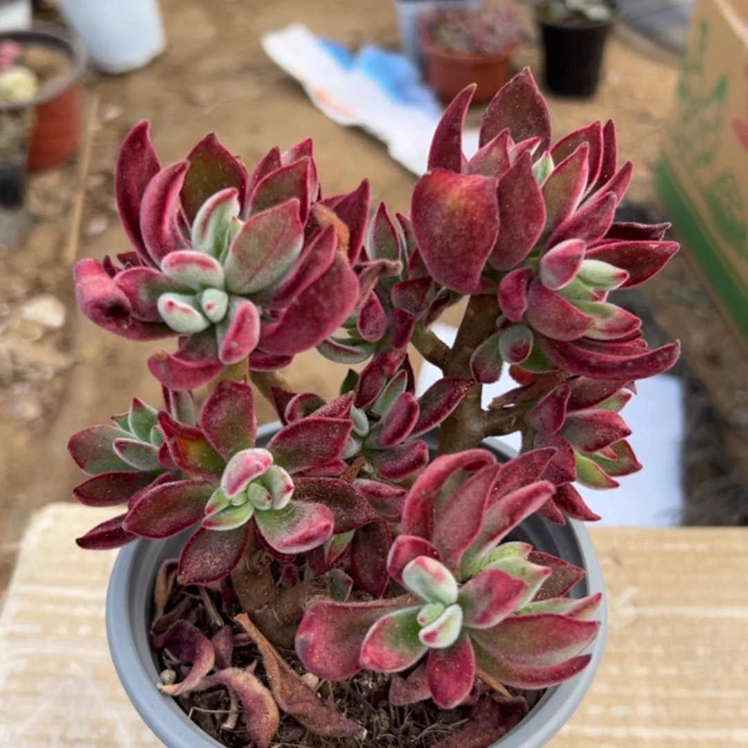 多肉植物多肉植物