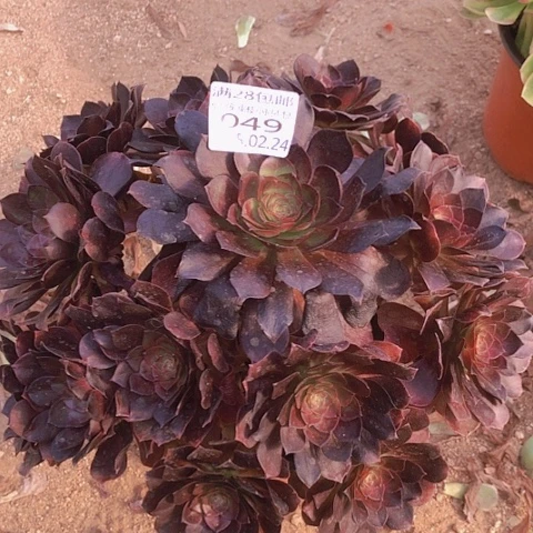 2.24-49赤炎练多肉植物