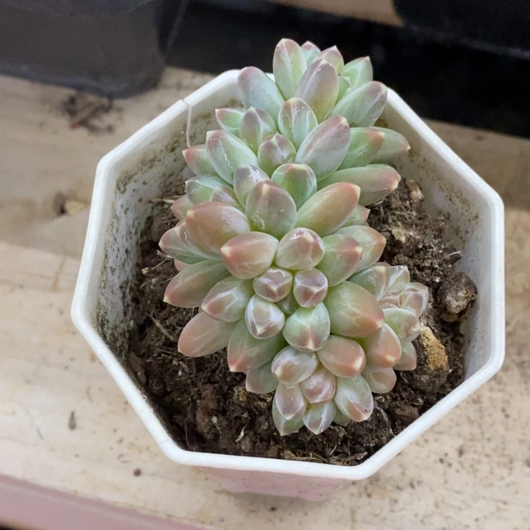 精品多肉一物一拍不包整499