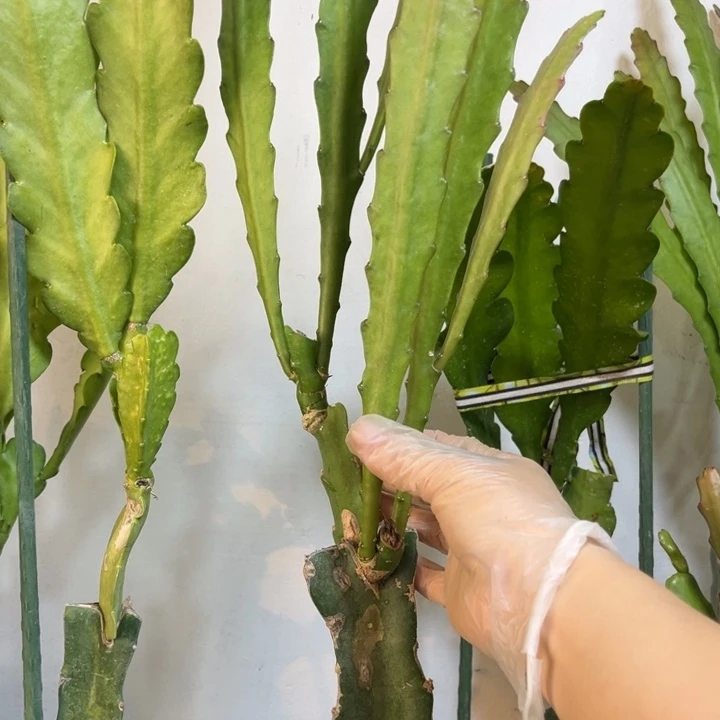 当前无花栽培后可以开花378