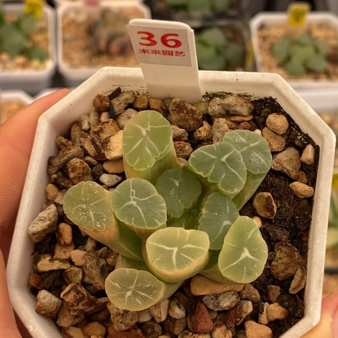 36糊斑万象多肉植物