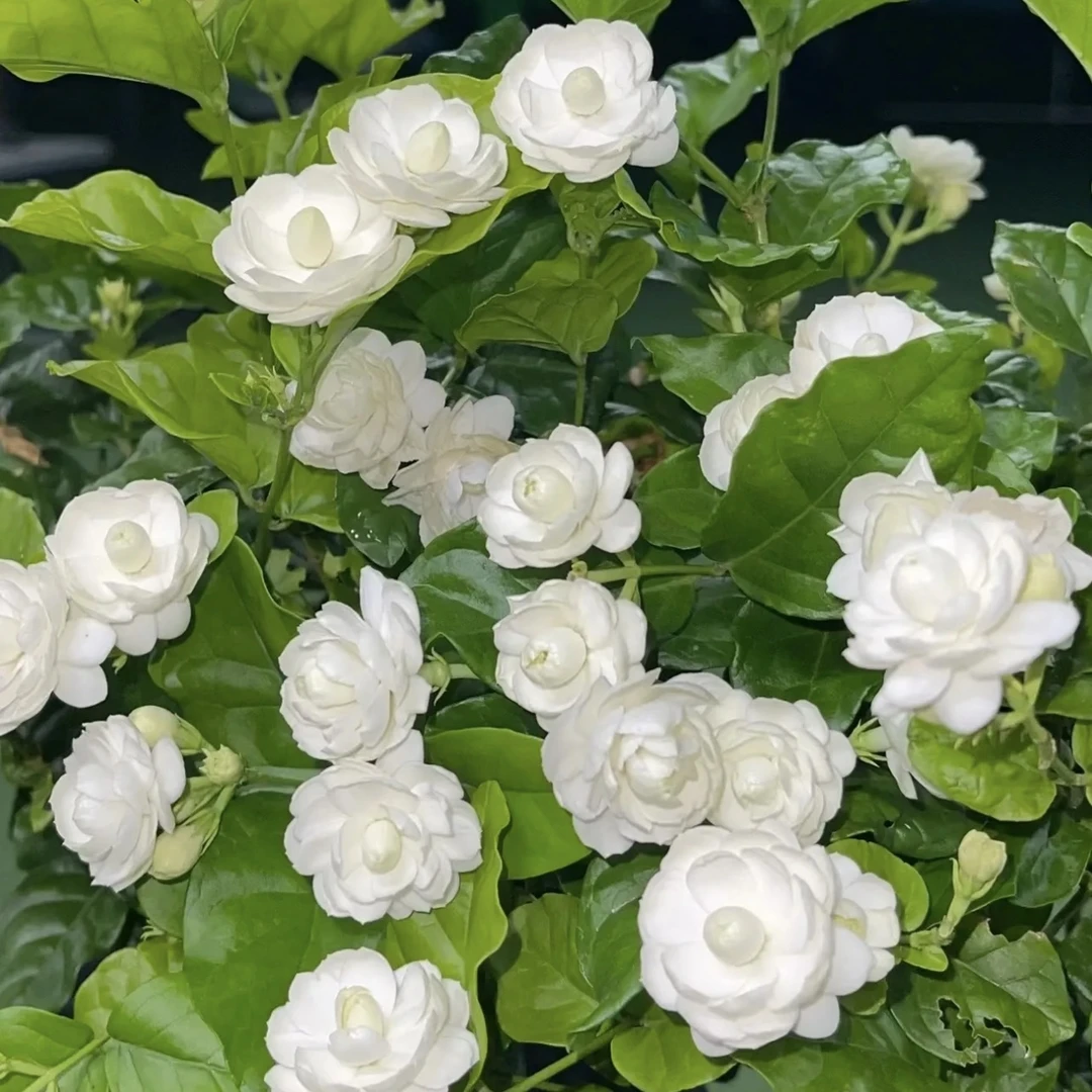 圆叶香水茉莉花盆栽开花香庭院阳台新手易养护爆花强