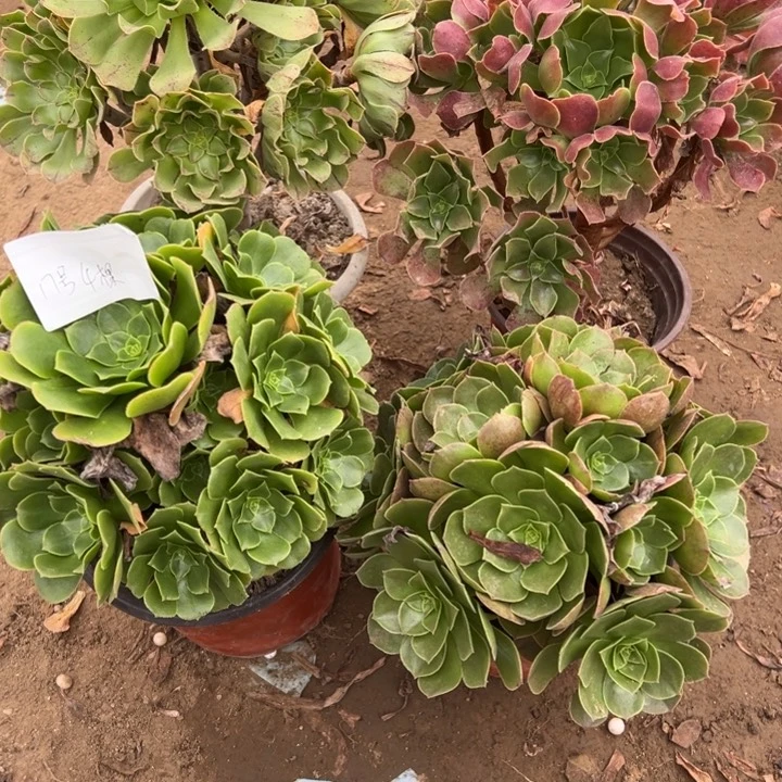 芹***17号4颗多肉植物，不包断头