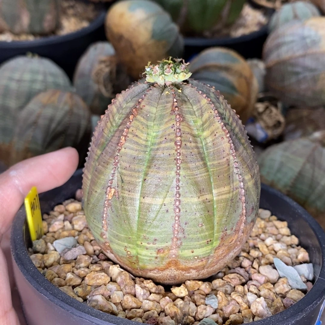 25 欧系实生布纹球多肉植物