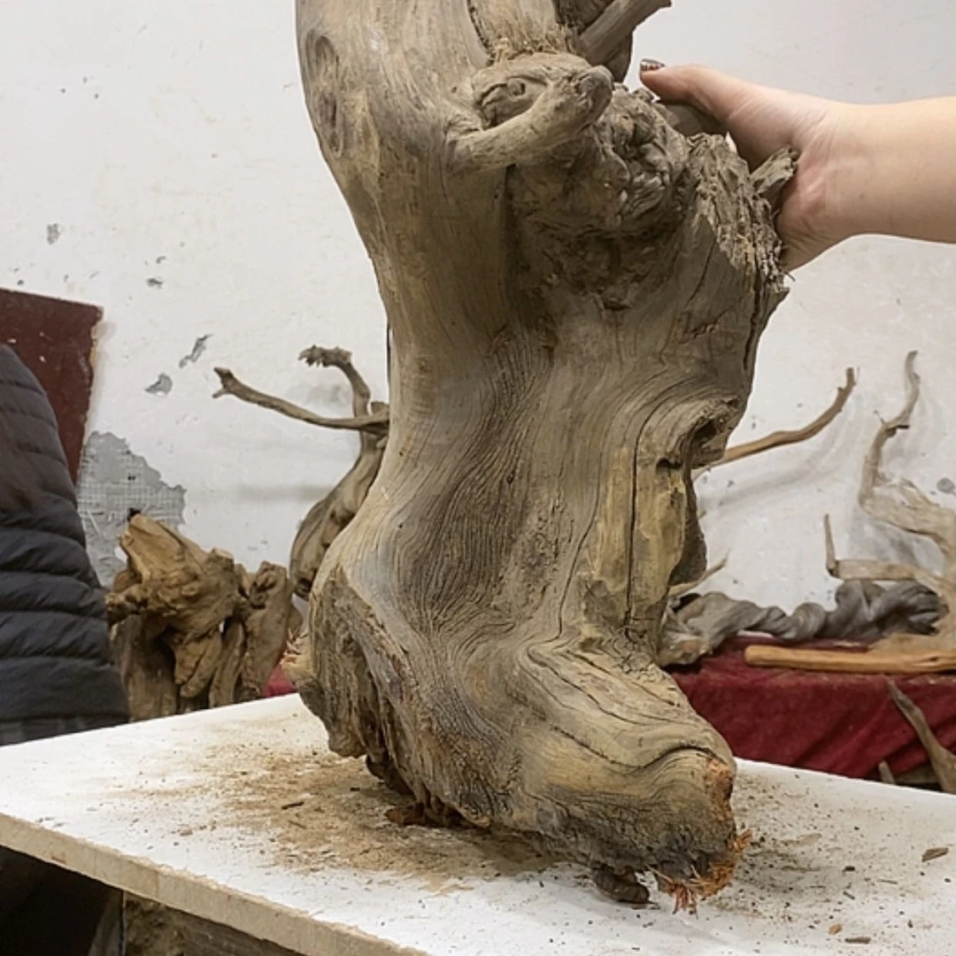 【闪购商品】柏木与****Y我们都是好孩子