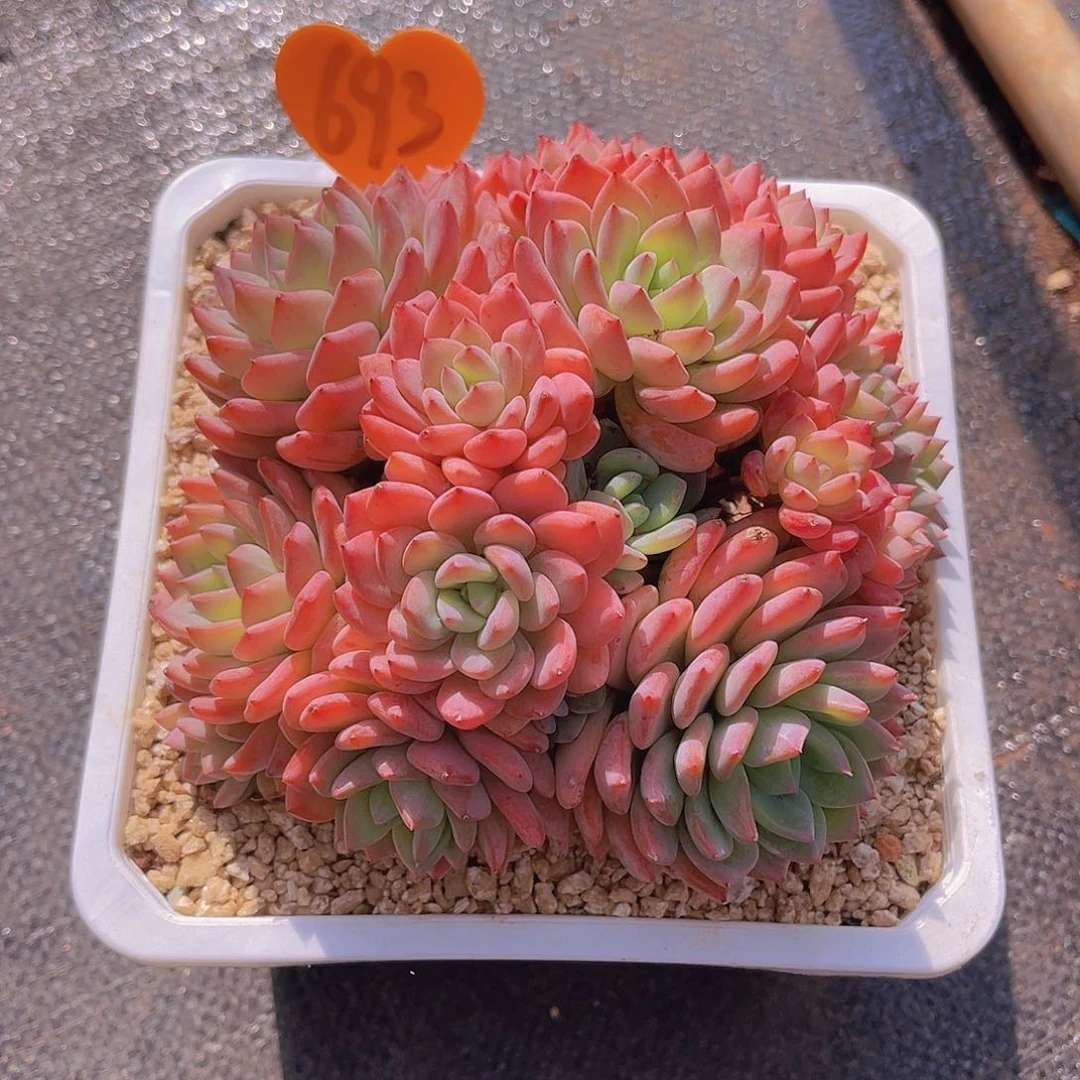 涛*龟693号多肉植物一物一拍