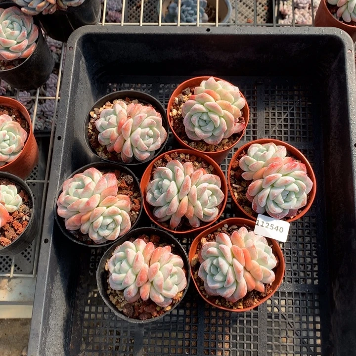 112540嗯嗯嗯嗯嗯嗯嗯嗯七个嗯嗯嗯嗯嗯好