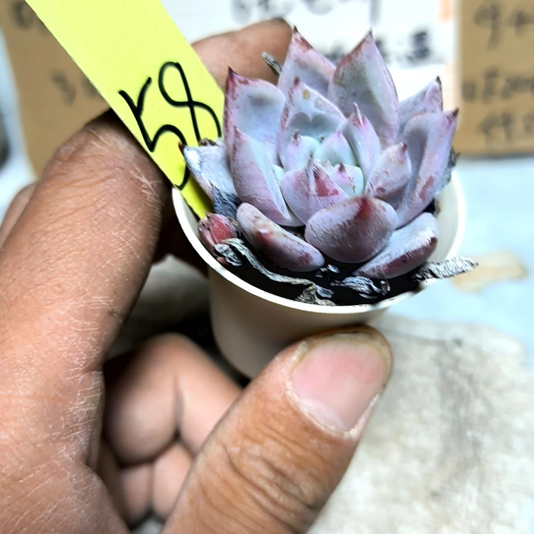 满6元包邮，#北极熊58号