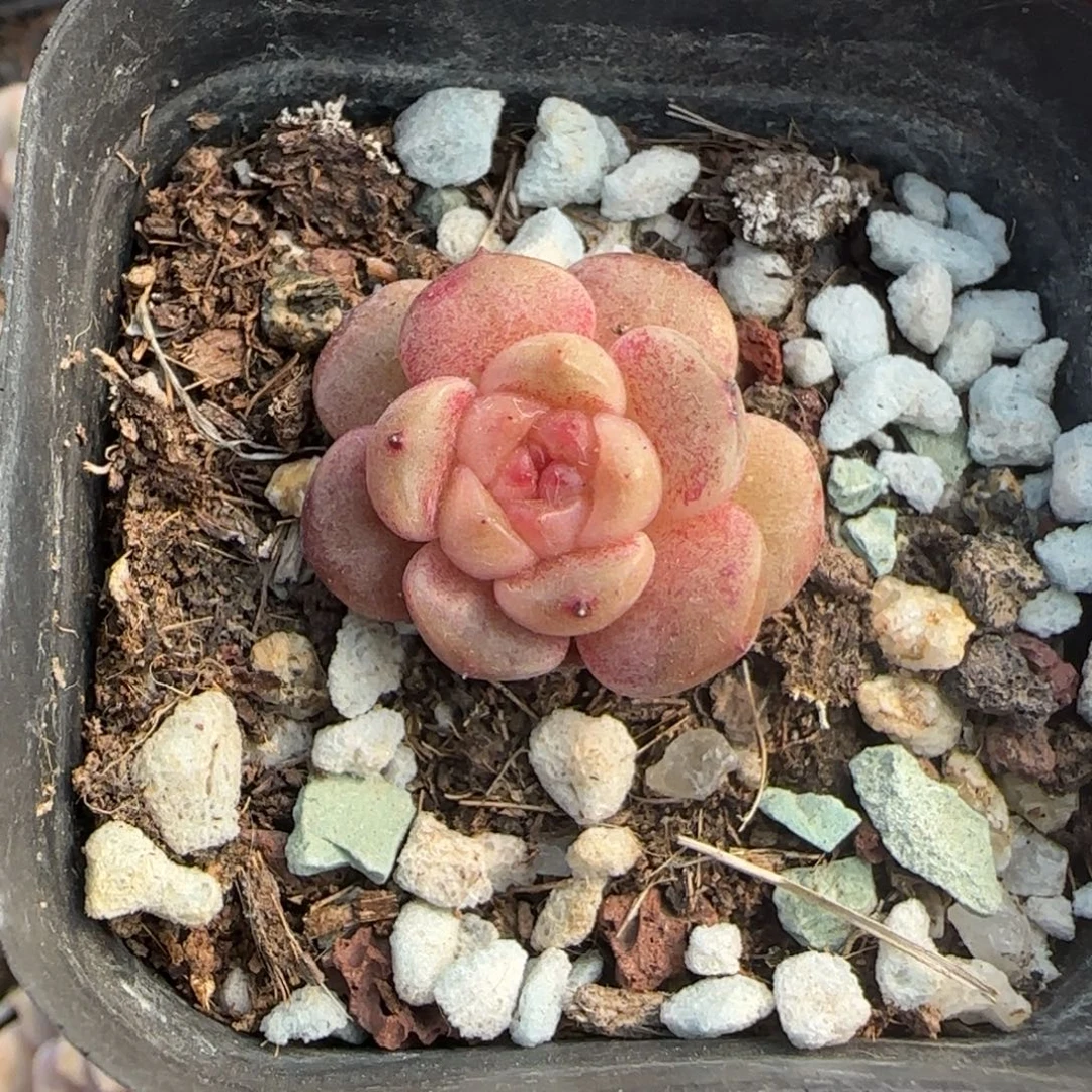 多肉小卡拉米糖心一物一拍