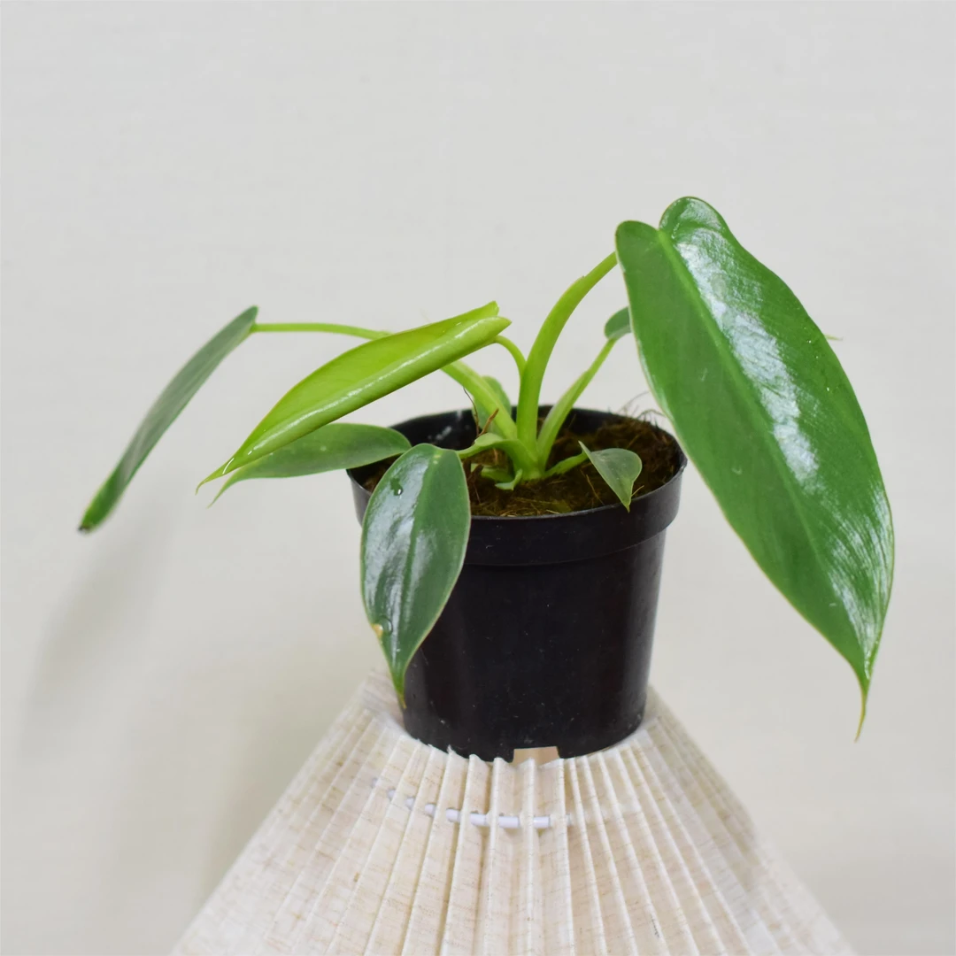 圣灵蔓绿绒 养成系雨林热植家养盆栽小苗 浇浇植物