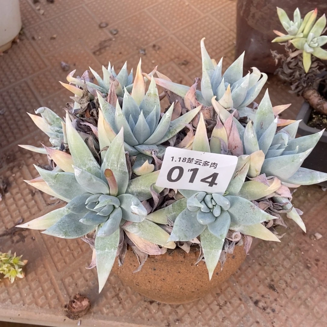 014多肉植物啦啦啦