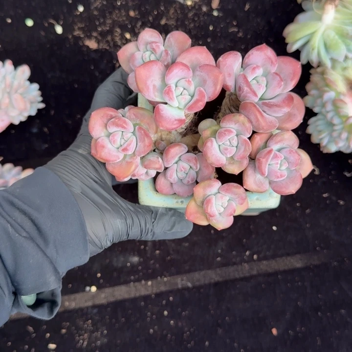 橘***～12厘米左右一物一拍的