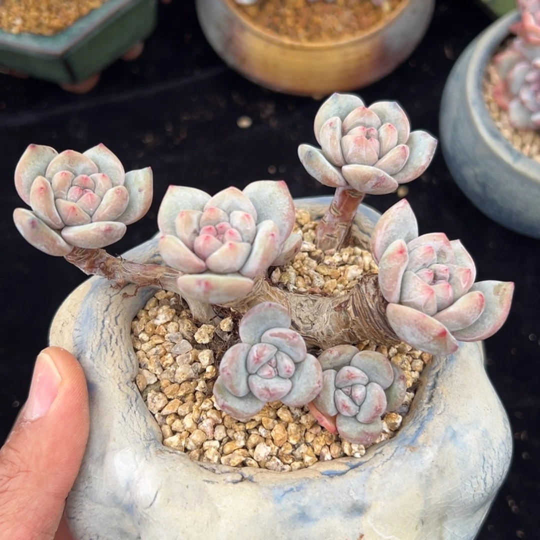 新年快乐 新年快乐