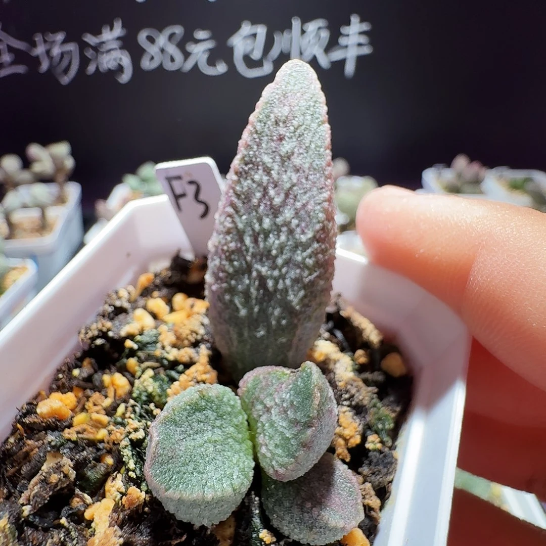 特价水泡，带盆发货，满88包邮