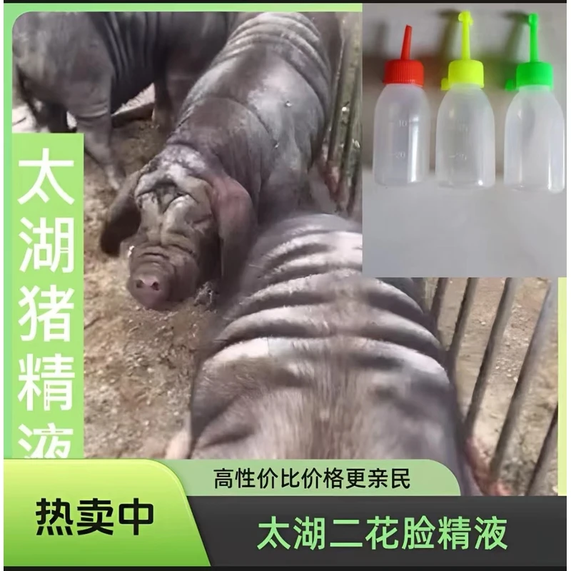 原种太湖二花脸四蹄白猪精液瓶输精管包邮原种自家养殖