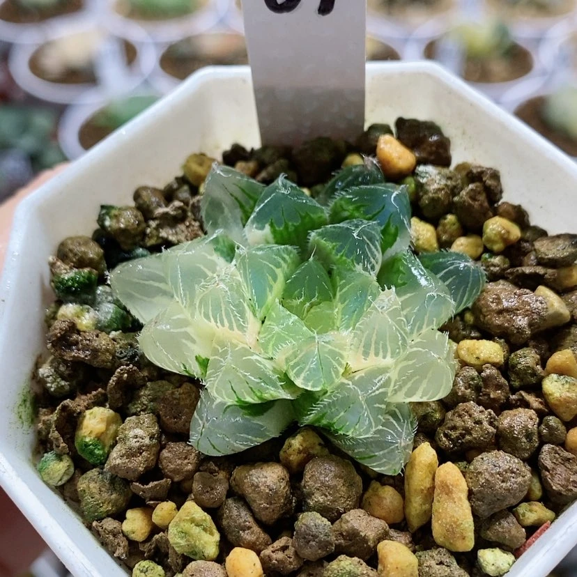 【闪购商品】67冰魄玉露锦