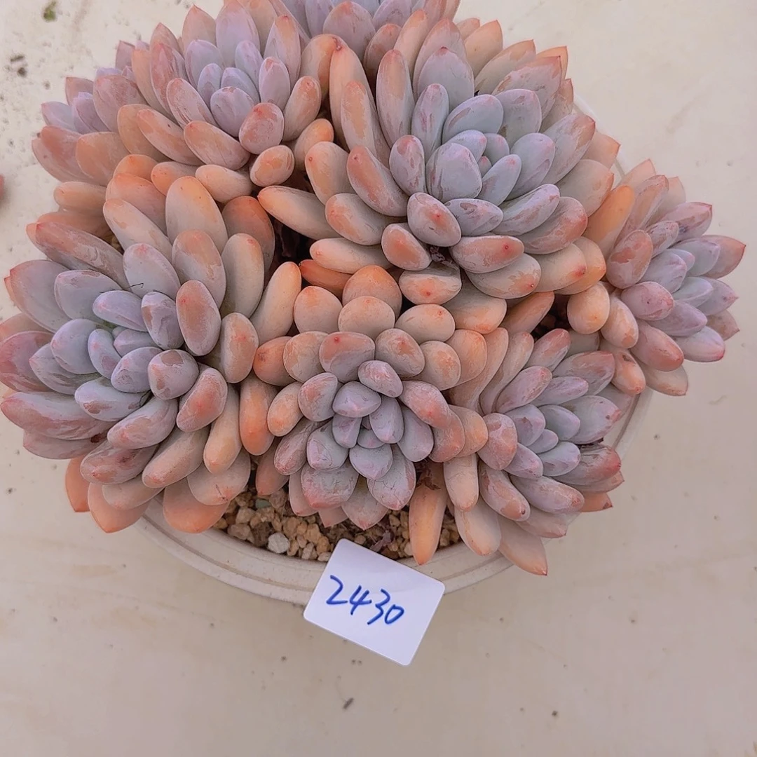 2430香水多肉植物