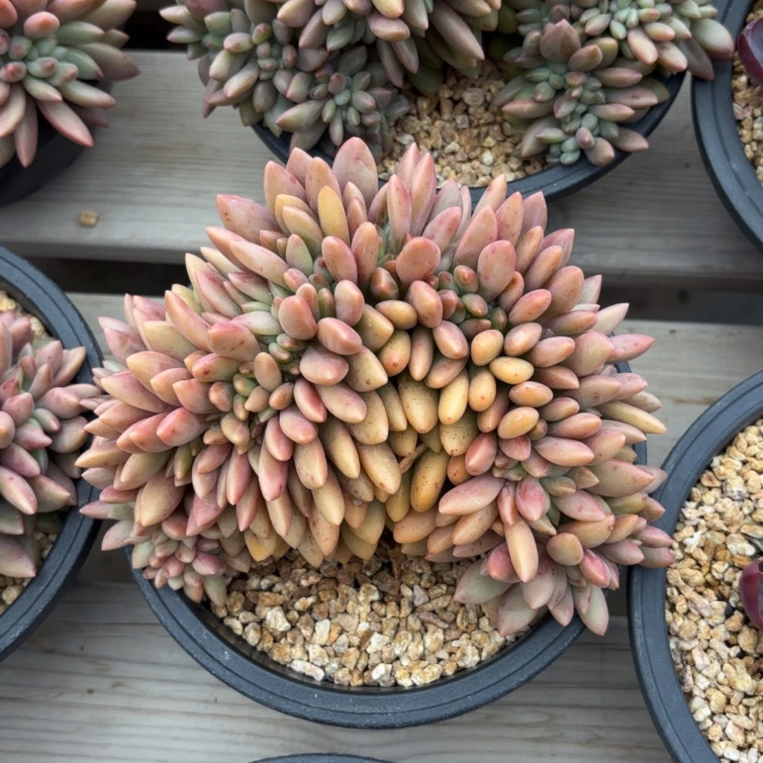 无花朵桃花源缀化11