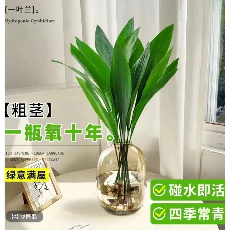 水培一叶兰绿植室内盆栽四季常青客厅网红水培植物好养活懒人黄金