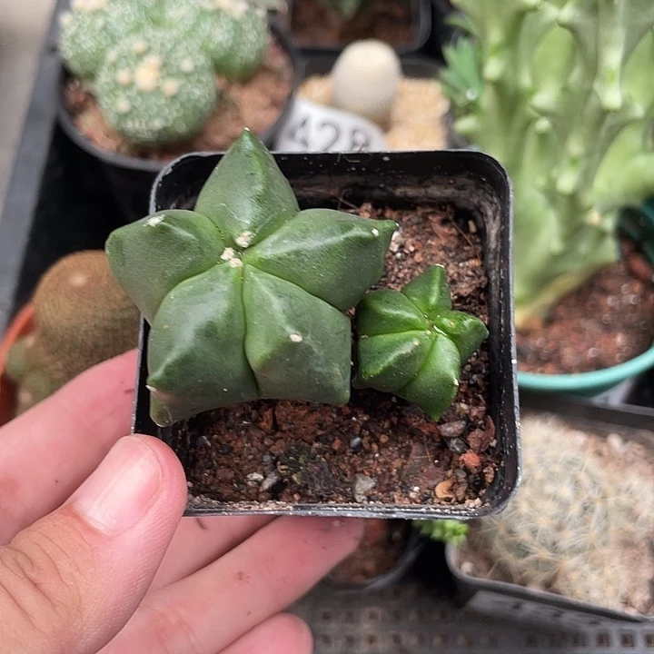 435仙人球开花植物