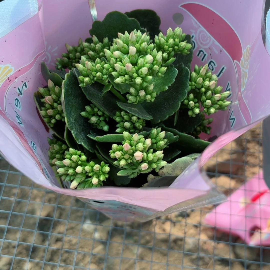 644单瓣长寿花一颗