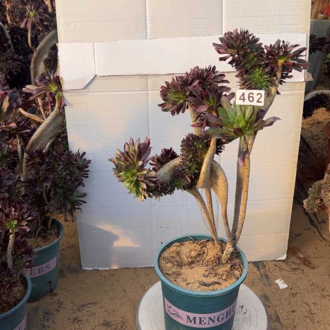 有伤黑缀462有个翅膀