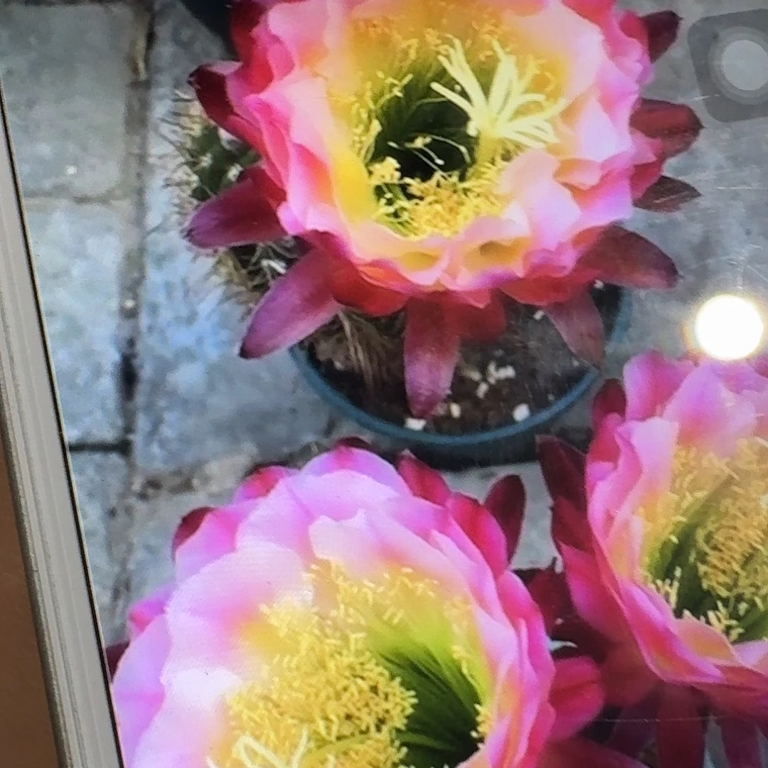 茉莉根高10个毛花柱