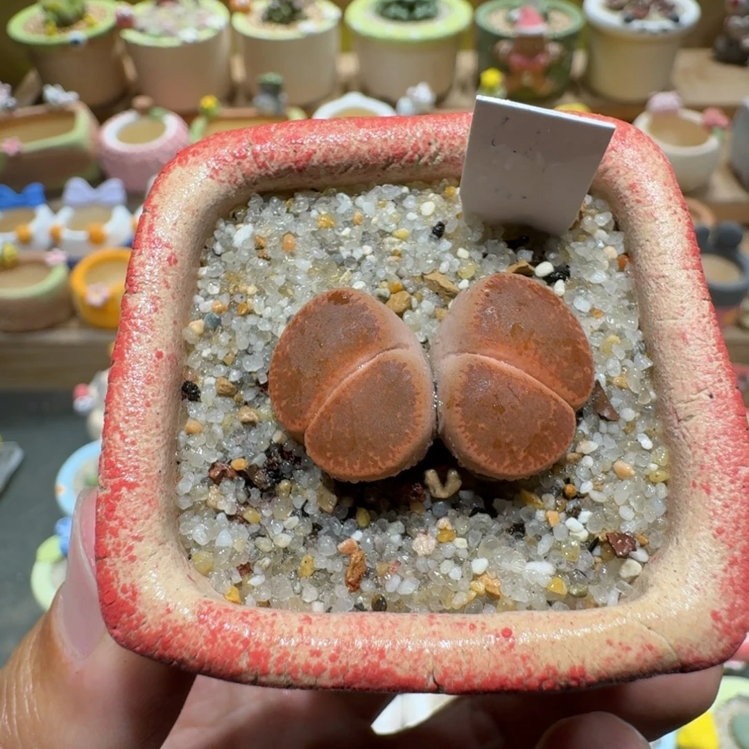 蘑菇1030红薰多肉植物