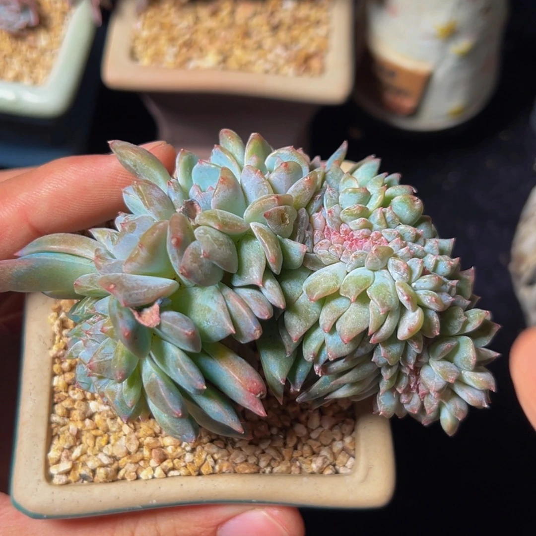 新年快乐新年快乐