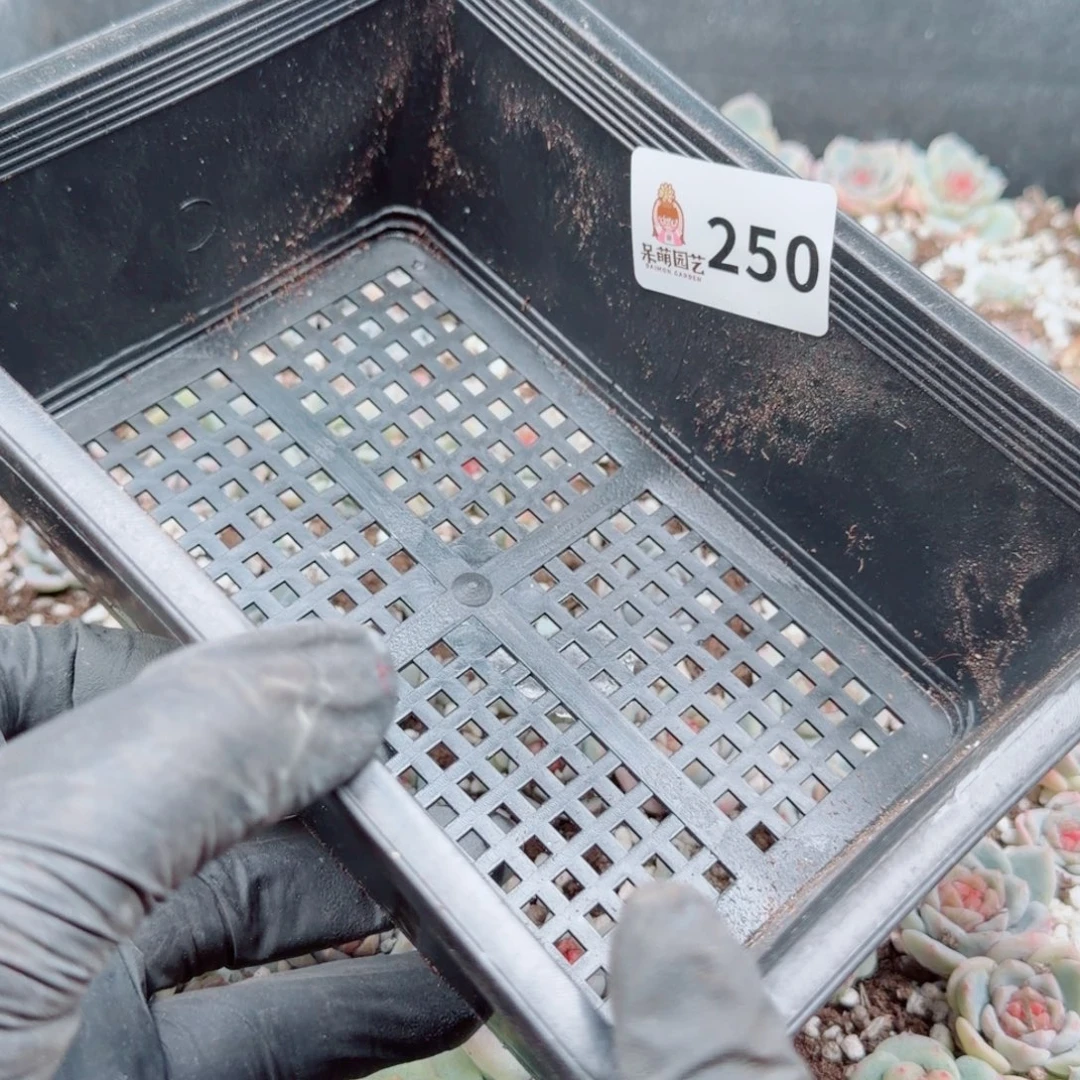 碳***丫多肉植物多肉植物