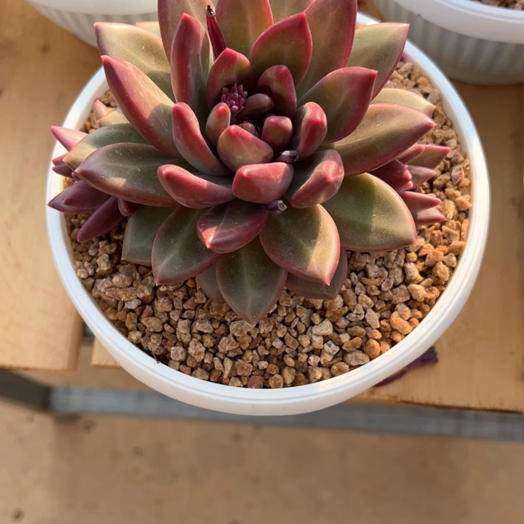 欣*荣3.5.03迷雾泡泡