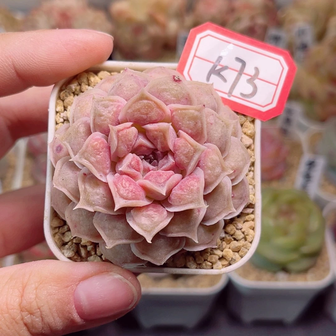 K73 一物一拍 来财