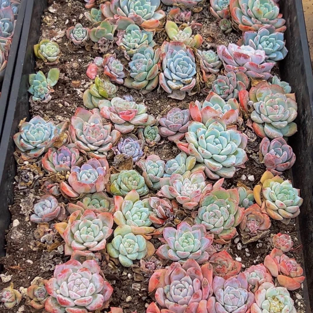 151多肉葡萄的价格是多少