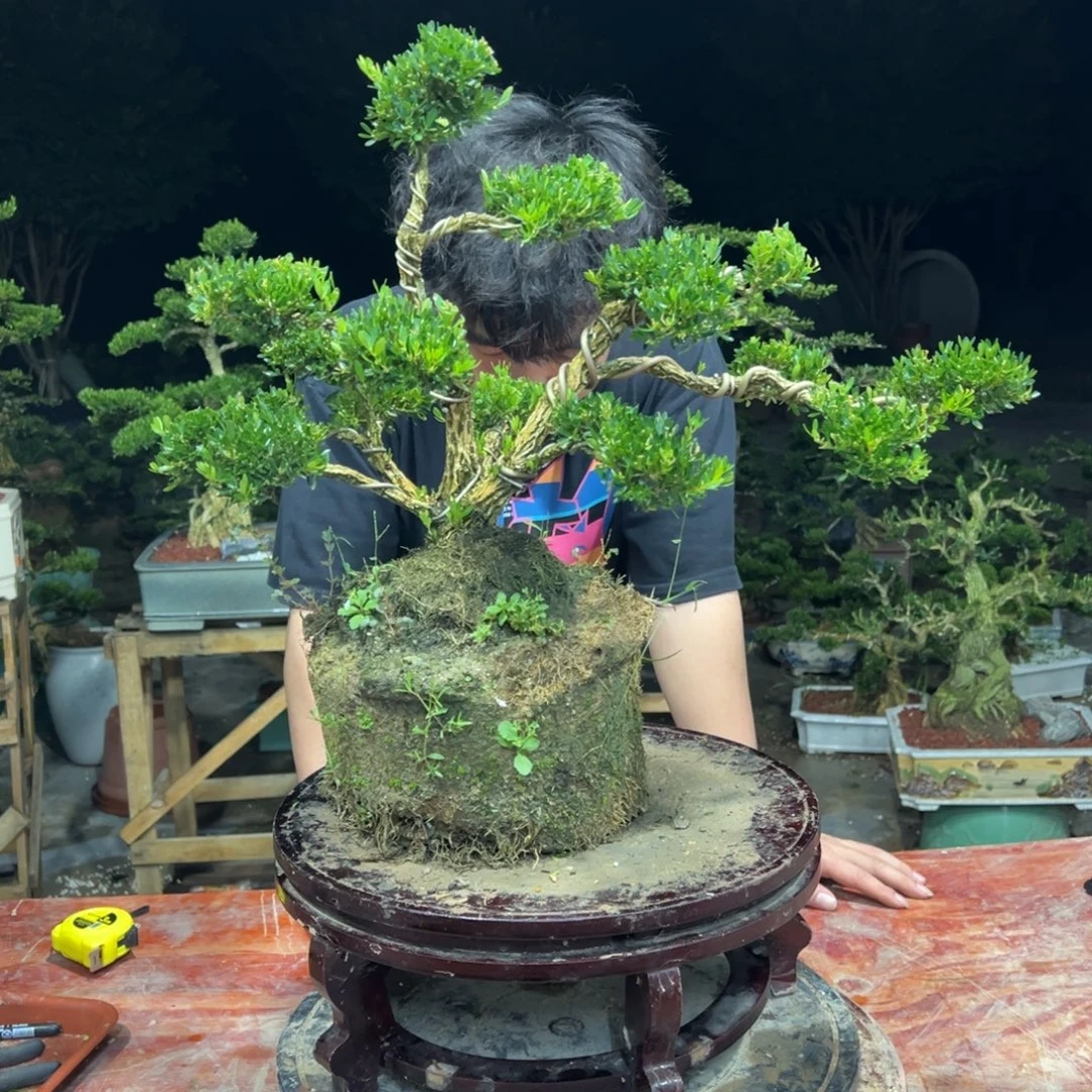 无花朵广东皱皮雀啊黄杨