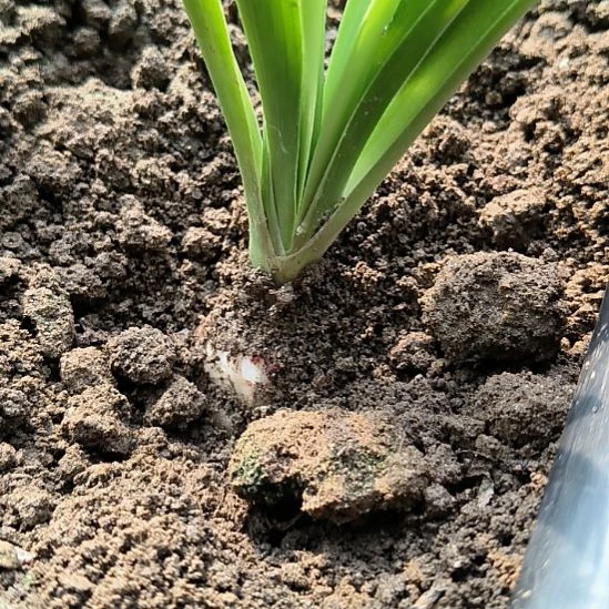 当前无花栽培后可以开花双绿3CM