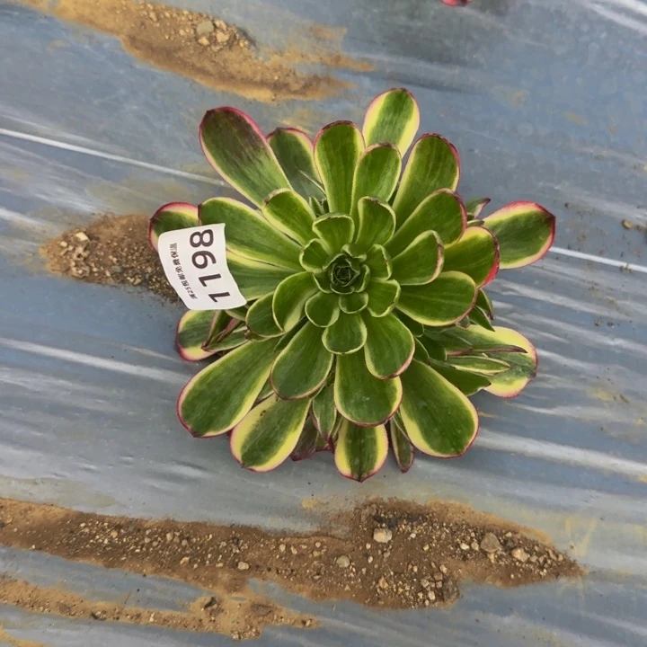 1198海王多肉植物