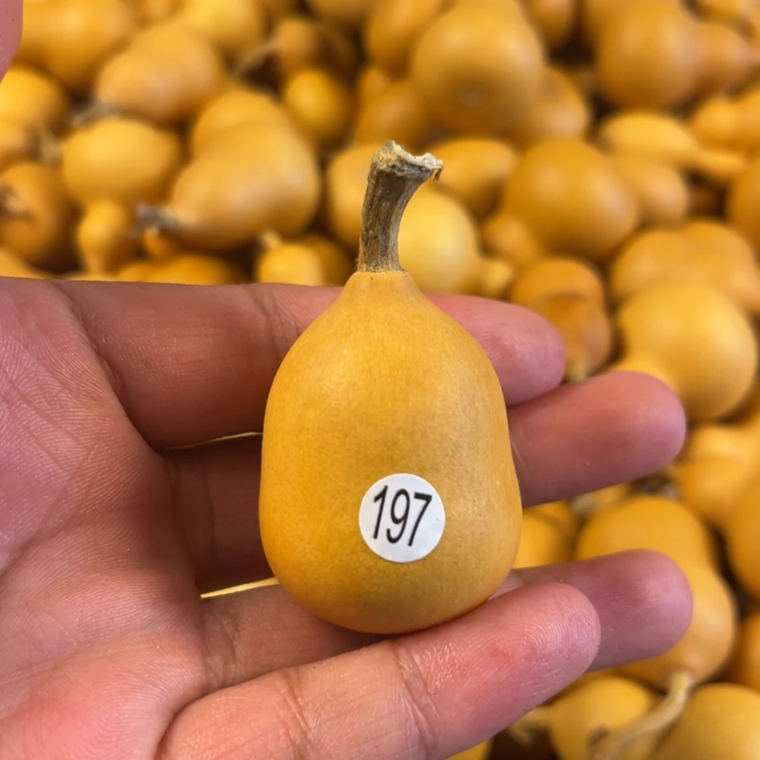 六葫芦葫芦葫芦葫芦197