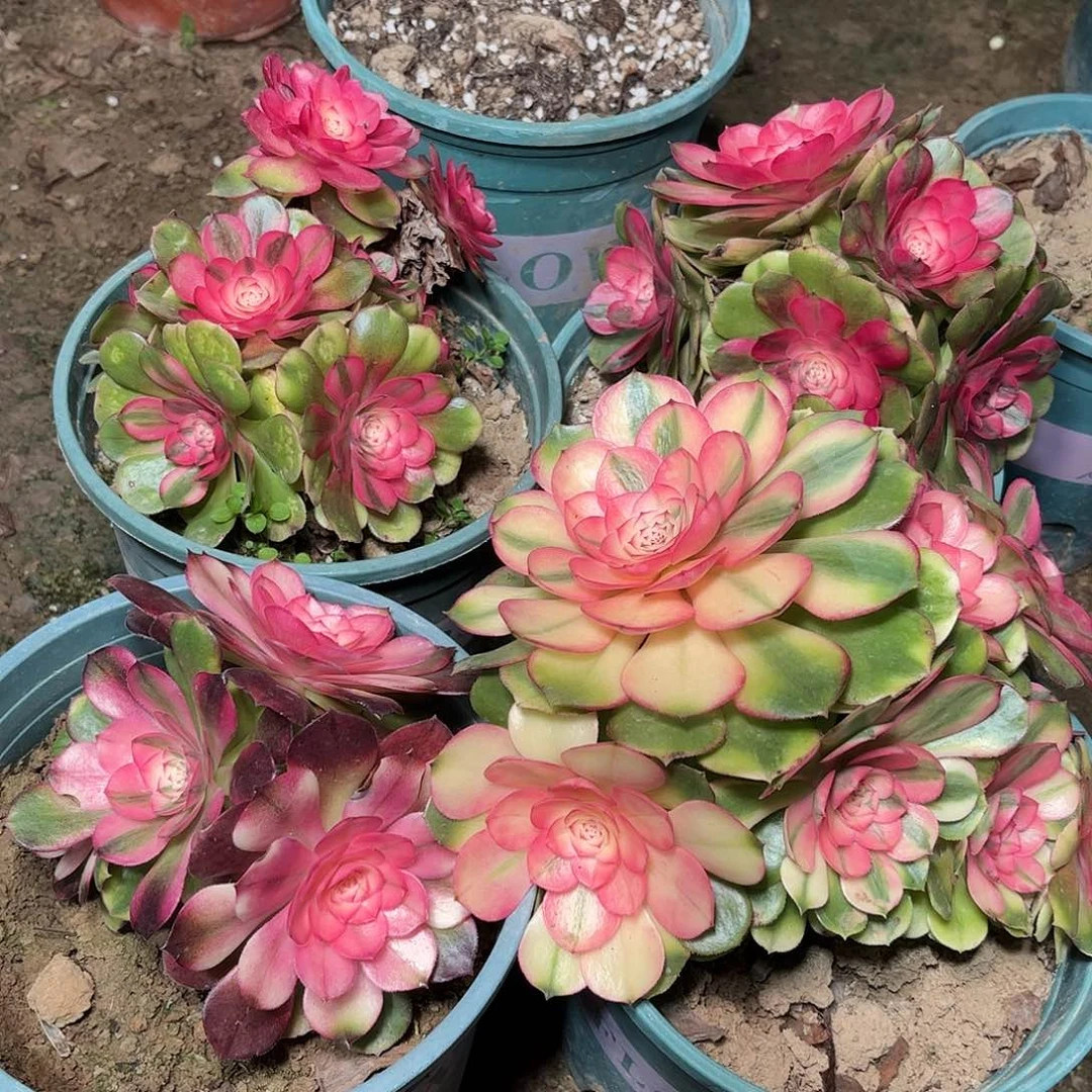 多肉植物荔枝母本4颗