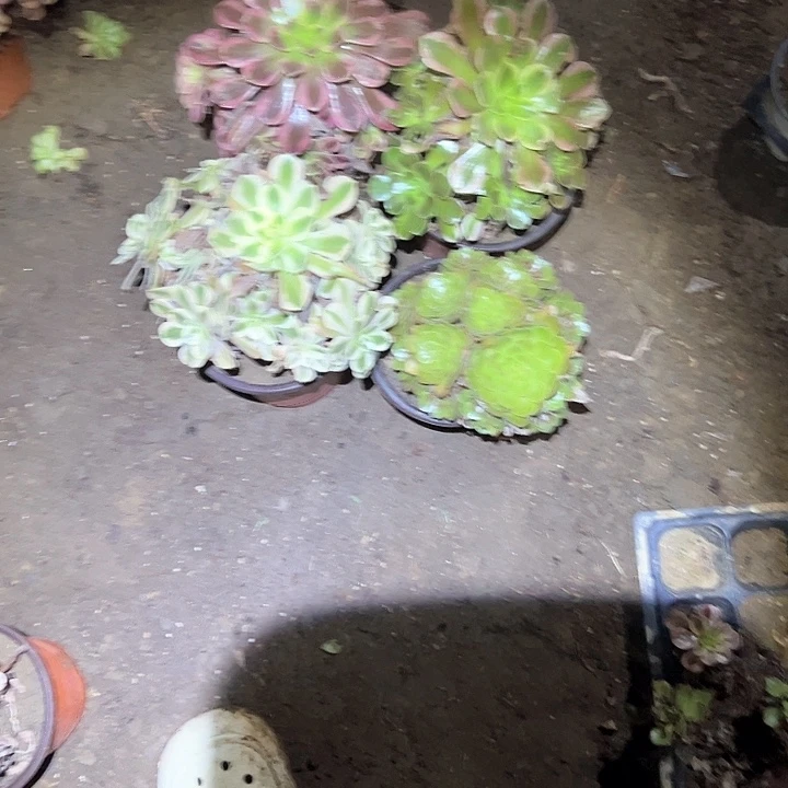 小***娜多肉植物一物一拍16