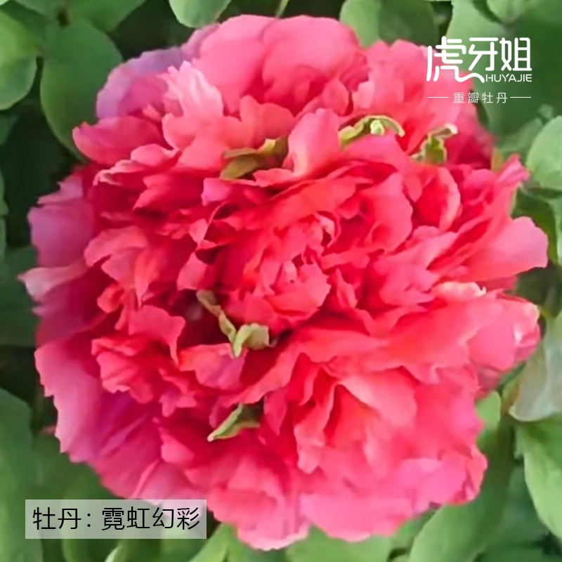 【霓虹幻彩】裸根牡丹包对版-庭院阳台花卉西瓜红色重瓣大花