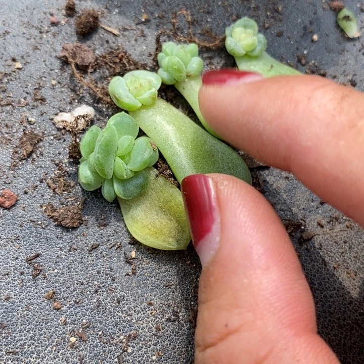 标签239尾货珍妮芽苗一个多肉