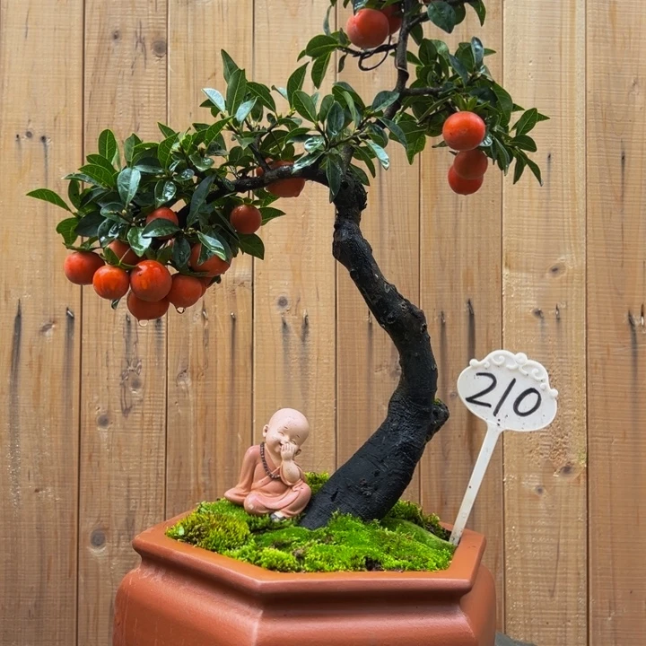 无花朵金弹子盆景一物一拍