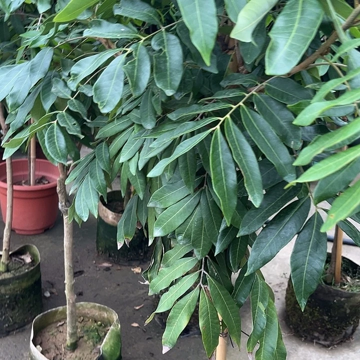 三***恭无花朵38888777899766788877