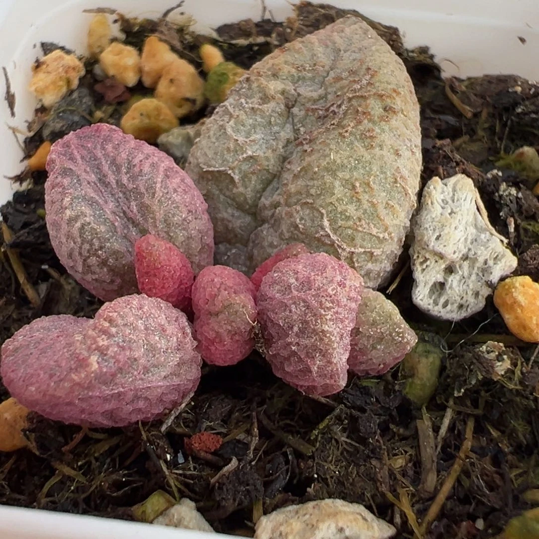 实生新品大苗多肉植物水泡