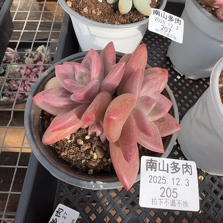 赫菲斯托111123-205