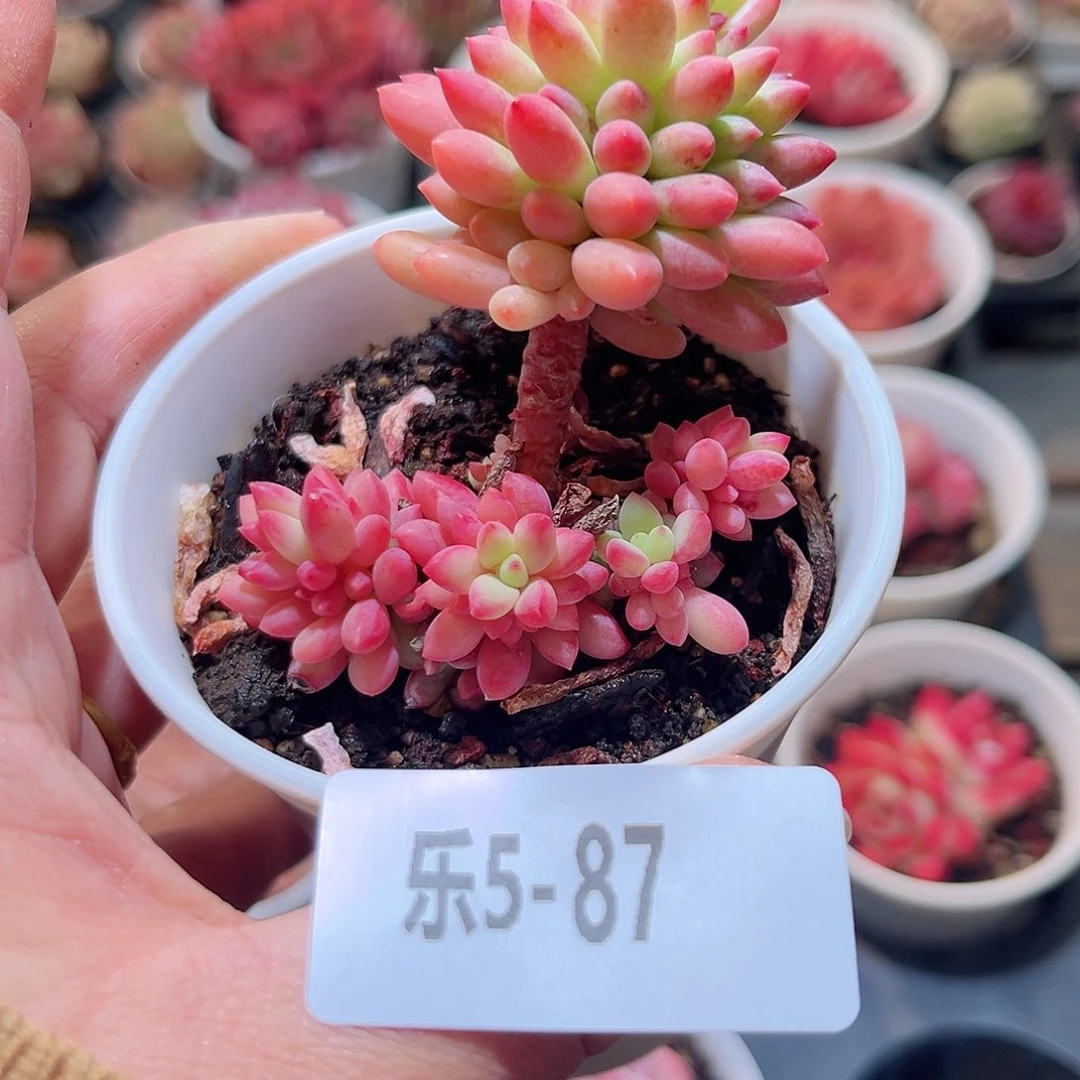 乐5-87 龙骨玉缀不包整