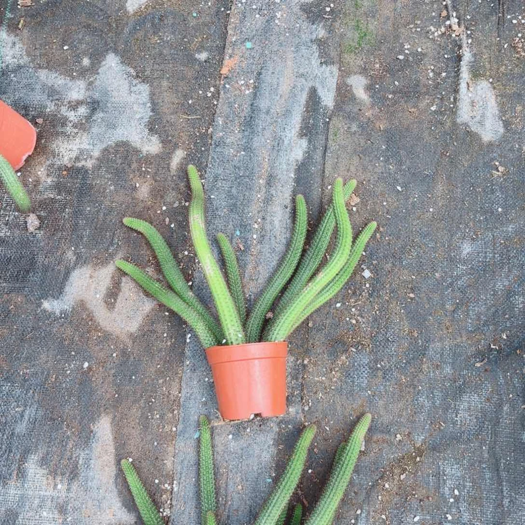 金妞一颗包邮包邮包邮包邮