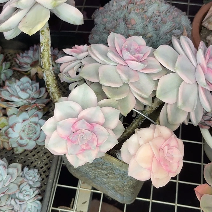 两单包邮，一物一拍紫乐