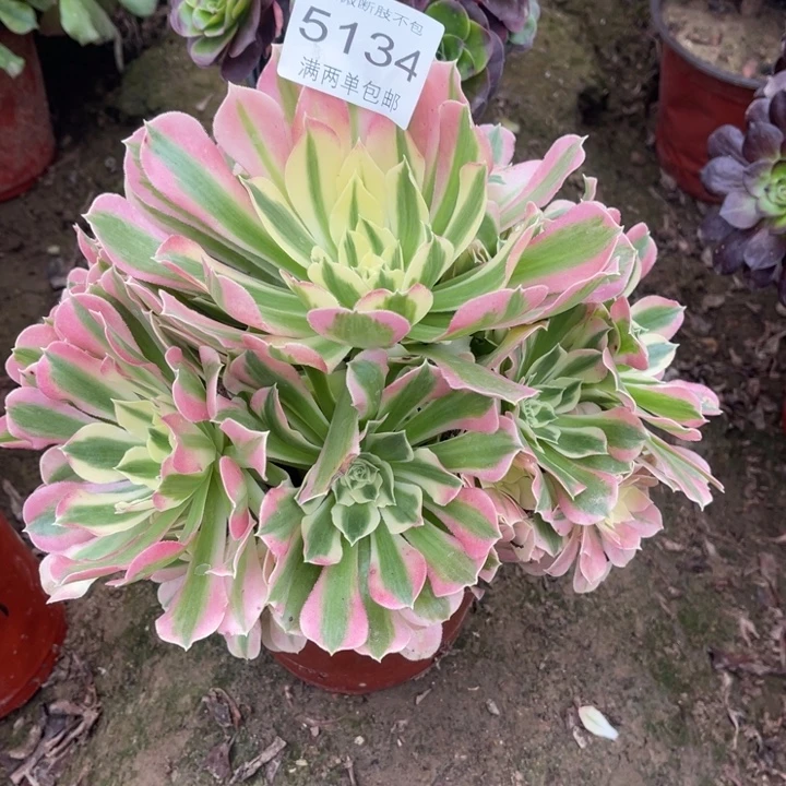 5134白凤的人多肉的